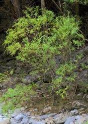 Veronica leiophylla. Habit. Gorge Creek, near Tākaka, Nelson.
 Image: P.J. Garnock-Jones © P.J. Garnock-Jones CC-BY-NC 3.0 NZ